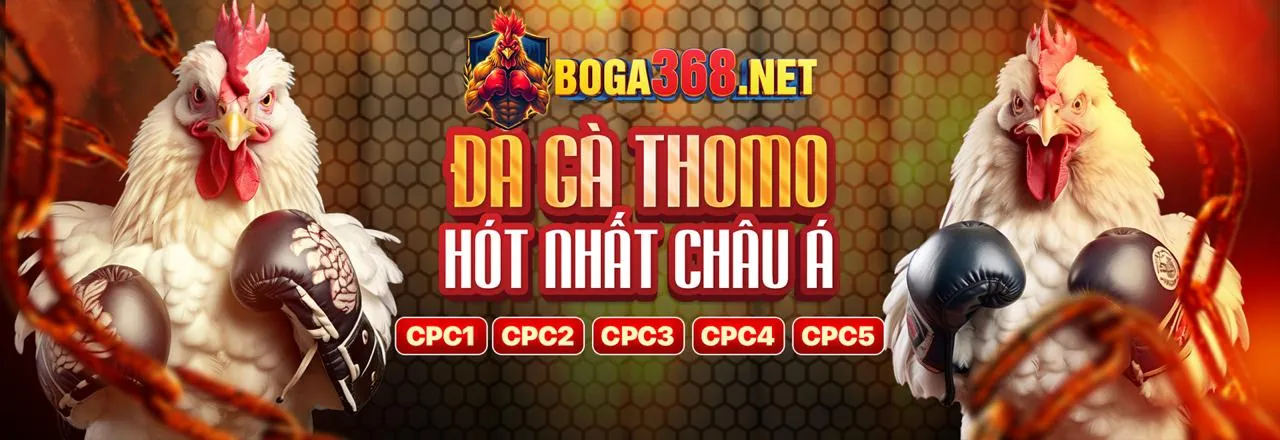 Hình ảnh đá gà C1 trực tiếp sôi động tại Việt Nam